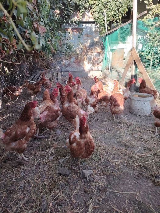 Продам курей несушки