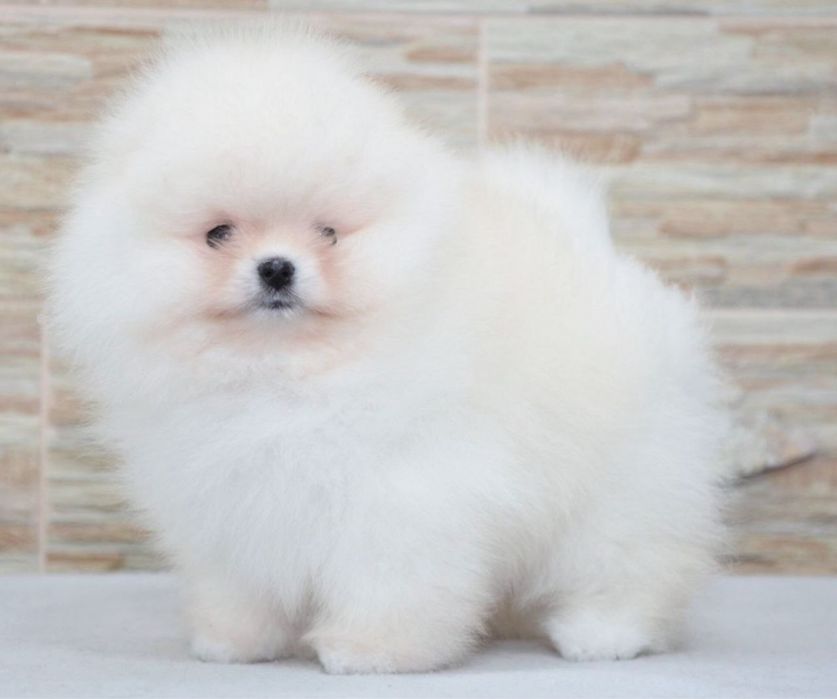 Baietel pomeranian mini/toy!
