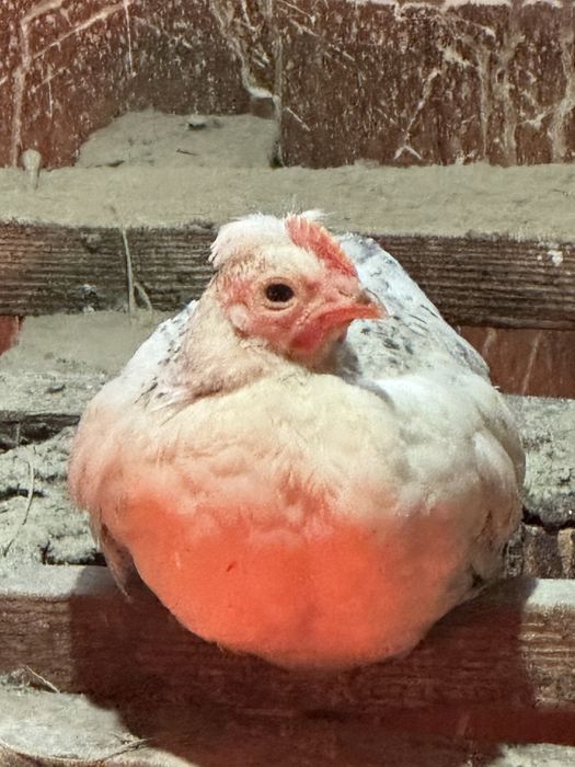 Продам домашних петушков