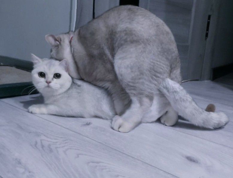 Племенной Кот, Вязка прямоухий