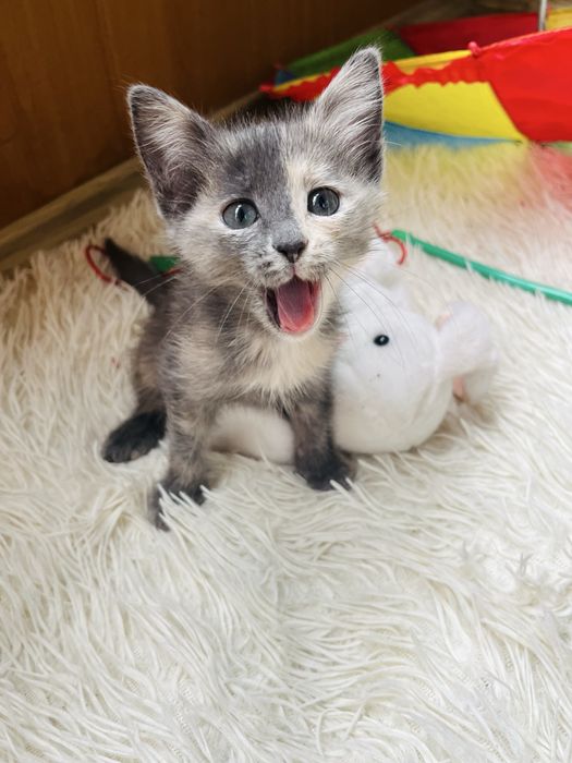 Отдам котят бесплатно в добрые руки