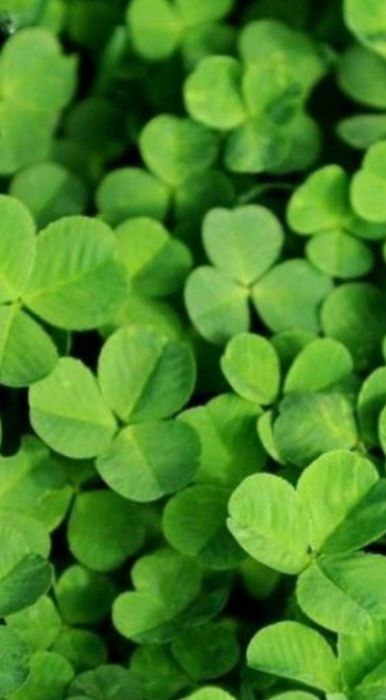 .Беда карлик.декор клевер.