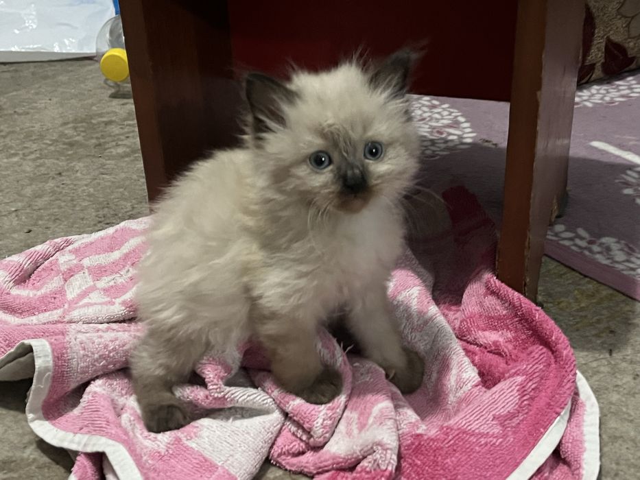 Котята Рэгдолл продаю