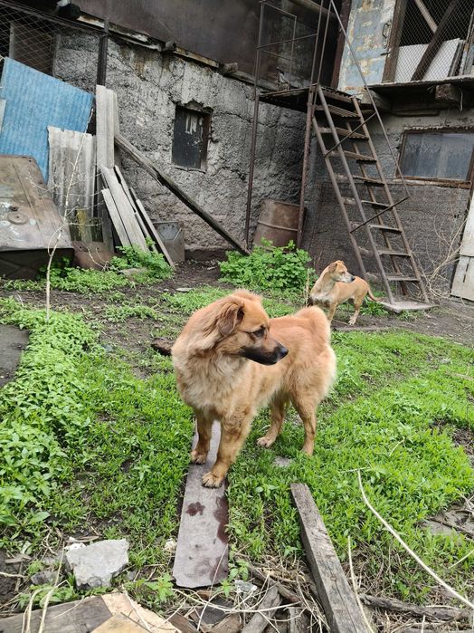 Отдам собачек в добрые руки СРОЧНО