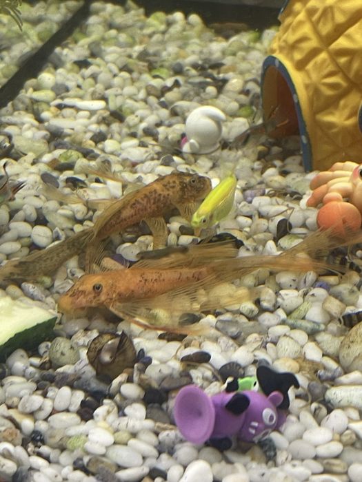 Сомки три колор lda-016