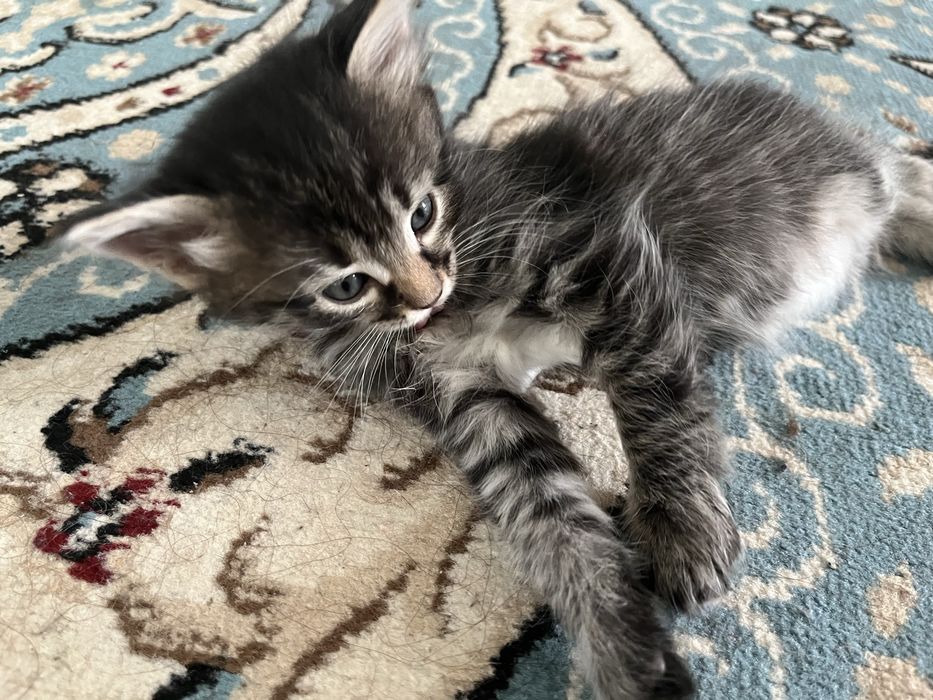 отдам котяток, уральск