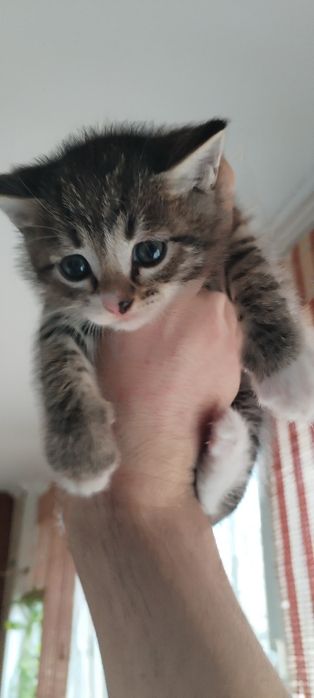 Отдам Котят в добрые руки