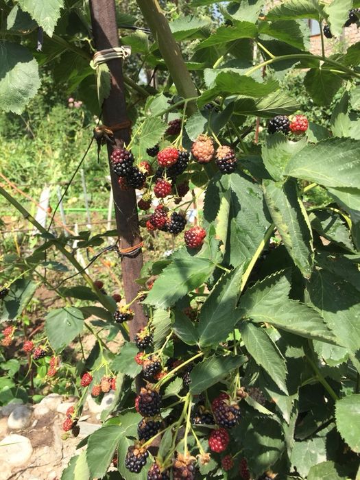 Продаю саженцы ежемалины