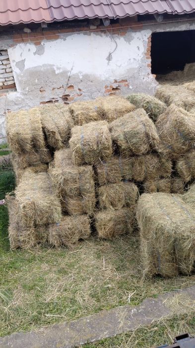 Baloti fan 250-500 Rotunzu 40 Fan or Lucerna.La TIR>RO Ferma chirie

Baloti se aduc pe garantie.
Uferim si cerem seriozitate. 
Nu ducem la BUCATA

Doa