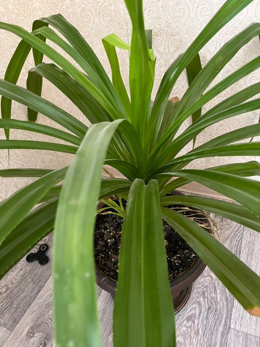 Үй гүлдері/домашние цветы