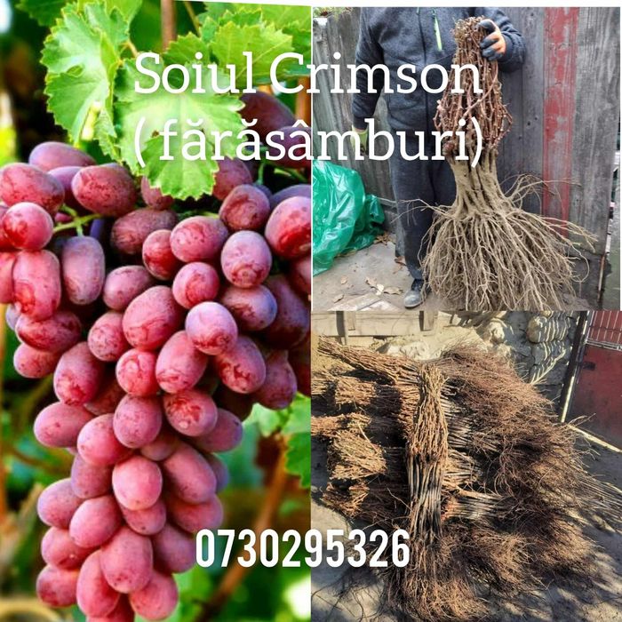 Butași viță-de-vie altoită si hibridă anul 3 de vegetație Certificați