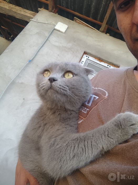 Mushuk sotiladi kimga qiziq boʻlsa aloqaga chiqaverasila