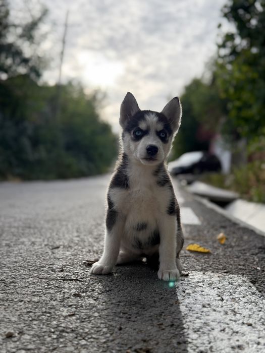 Femela husky siberian (exemplar deosebit)!