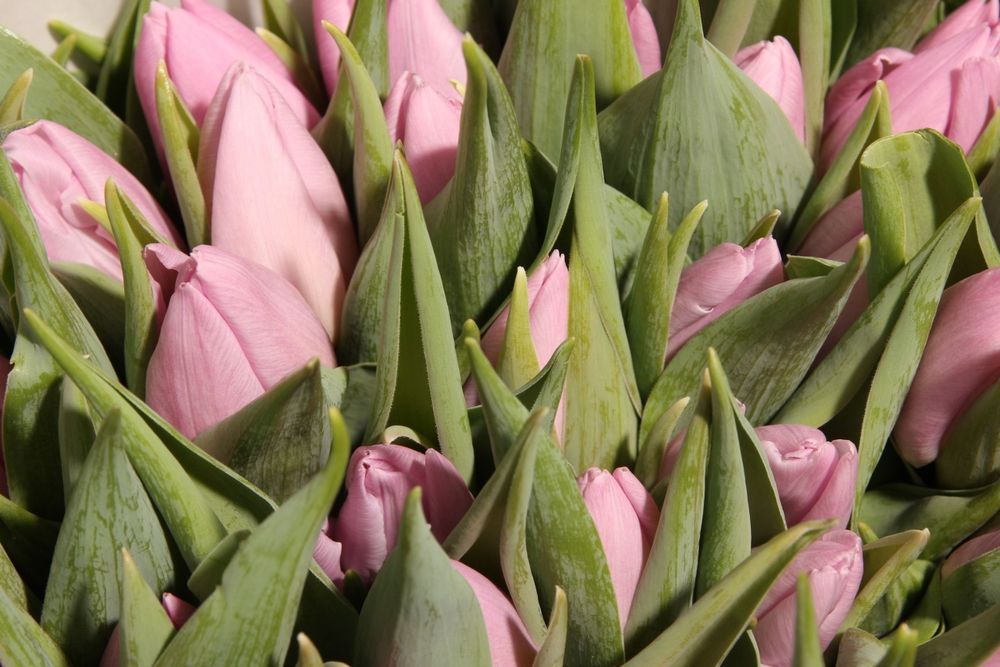 Тюльпаны с оформлением