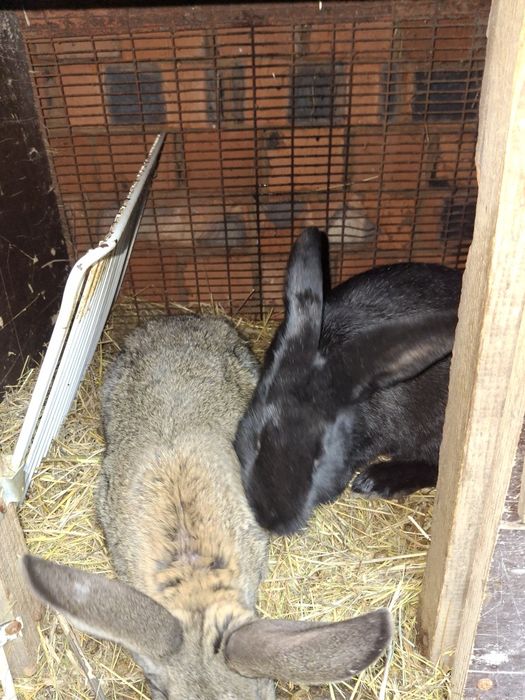 Продам кроликов разных возрастов.