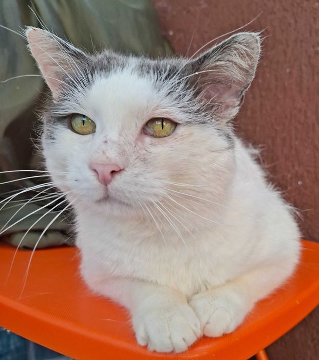 Adoptie pisica motan Martafoi si Martafica