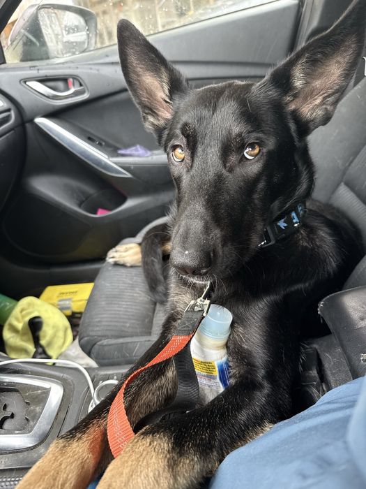 Ciobanesc metis alsacian cu malinois