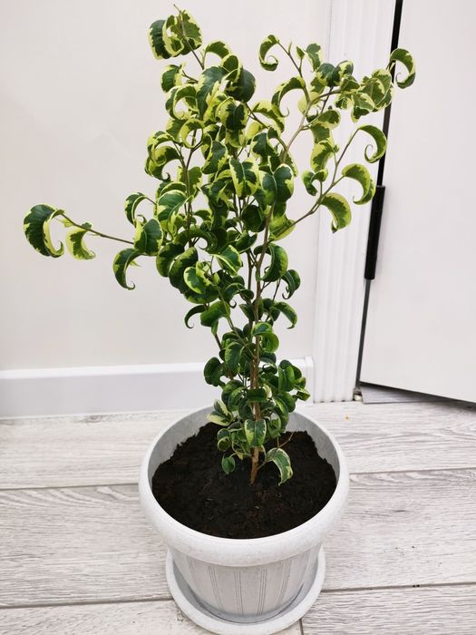 Комнатные растения. Доставка