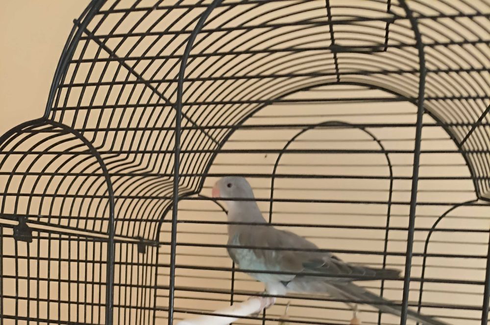 принцов  папагал