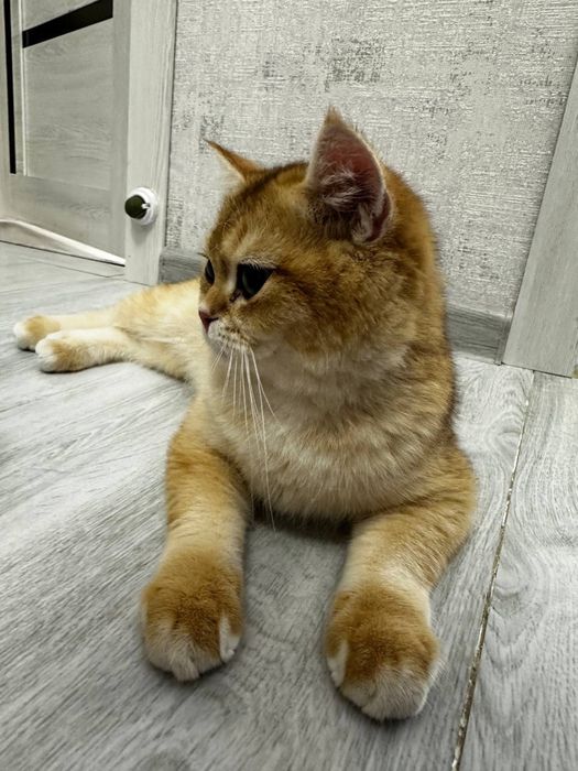 Британская золотая шиншилла, ny11 ny12, 6 месяца мальчик