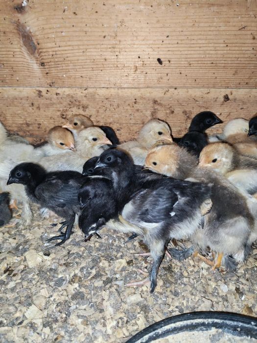 Pui Marans și Ayam Cemani