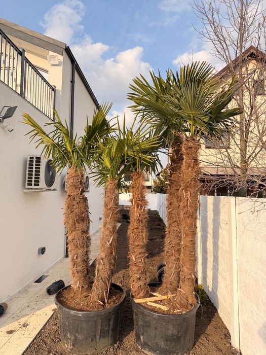 Palmieri cu 3 trunchuri rezistenti la iarna livram oriunde in tara