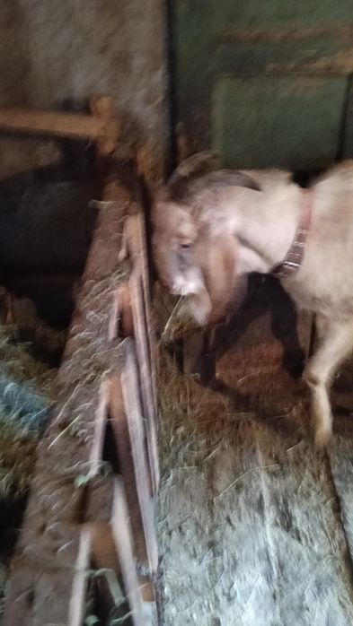 Vând capre de rasă