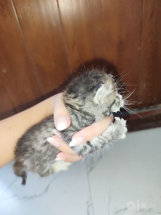 Hadyaga mushuk bolachalari bor