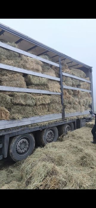 Baloti Rotunzi Lucerna min.40.sau fan.Drept.min.500.Transport>RO UE

B