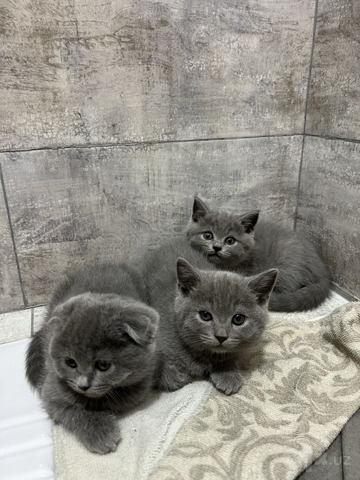 Скотиш фолд и страйт