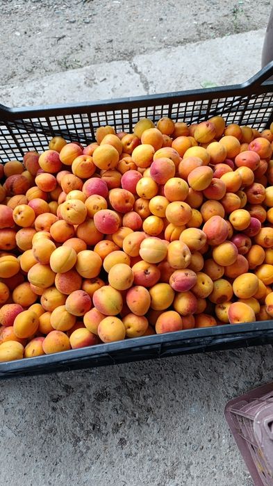 Проддам дачу с/о Химик