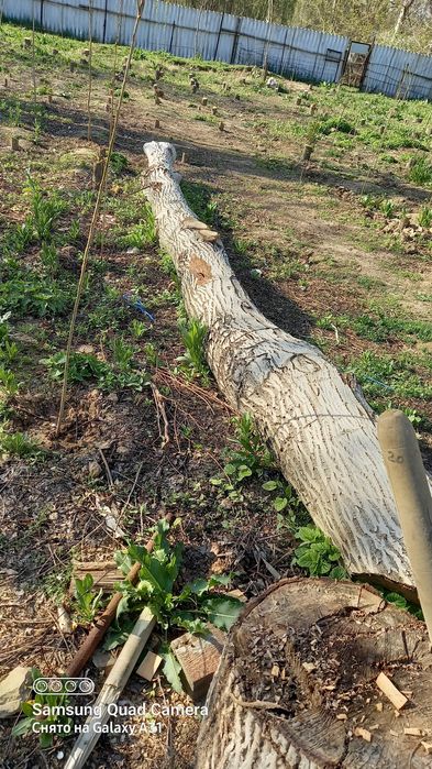 Енгок дарахти бор 2 дона кимга керак булса
