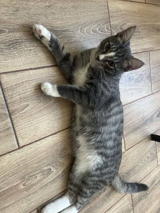 Котик в добрые руки