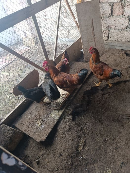 Продам кур и индюка