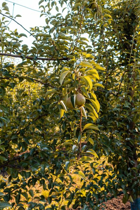 Продава се Земеделски имот в с. Братово, Област Бургас -  кв.м за 9211 €/дка - Снимка #1