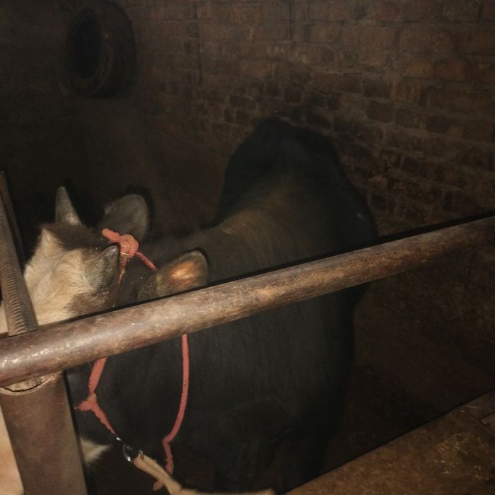 Продаю срочно Корова и теленок