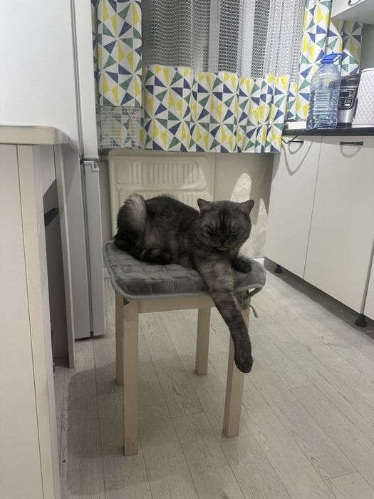 Продается кот британец