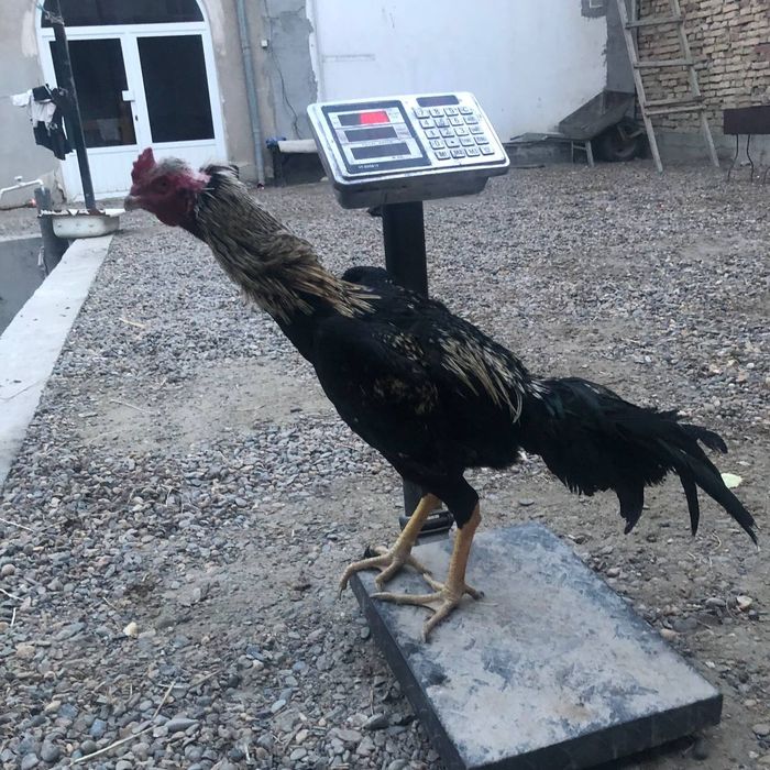 Mayski xõroz sotiladi