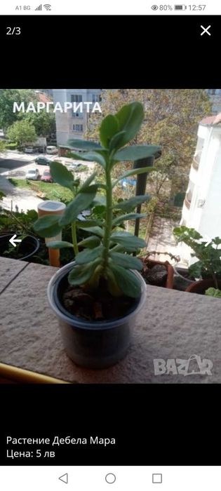 Растение Дебела Мара