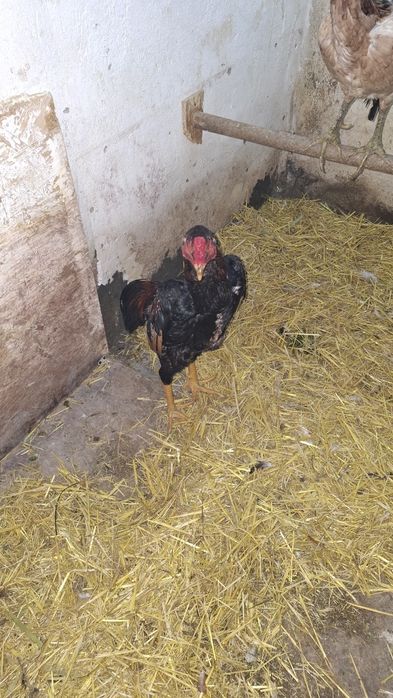 Продам чужиков разных