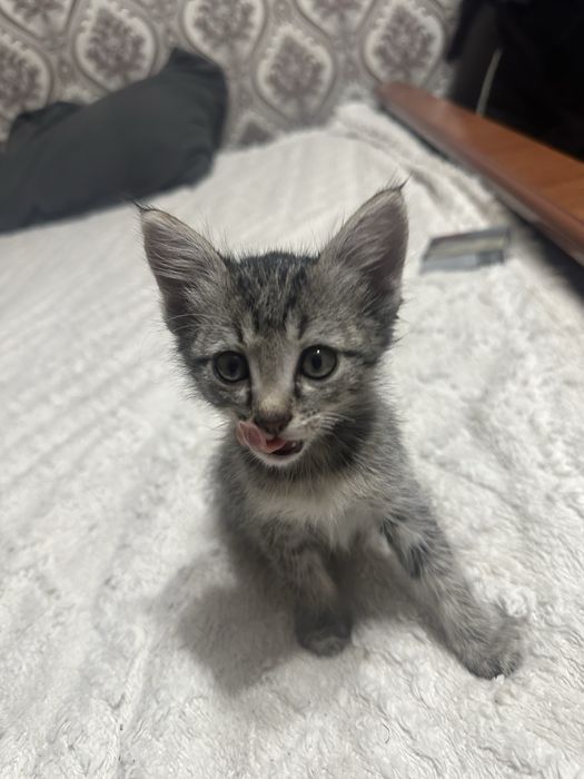 Котенок бесплатно