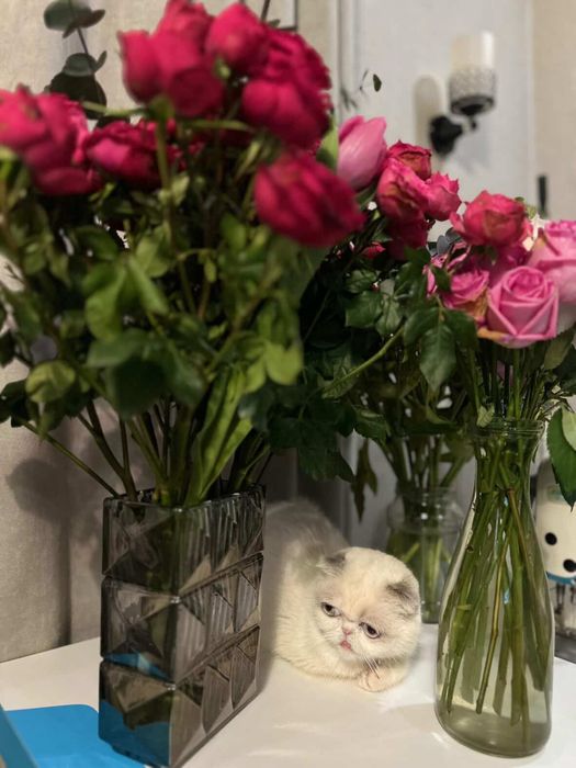 Продается кошка Шотландская вислоуха