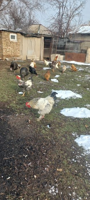 Отличные петухи молодые и шустрые