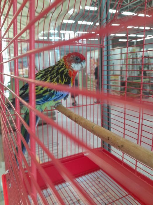 Розелла попугай.