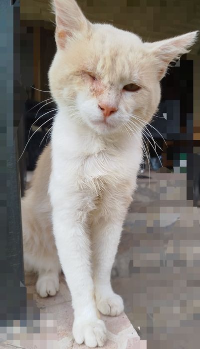 Мило мъжко коте търси дом