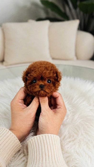 Toy Poodel Mini Red / Pedigree FCI