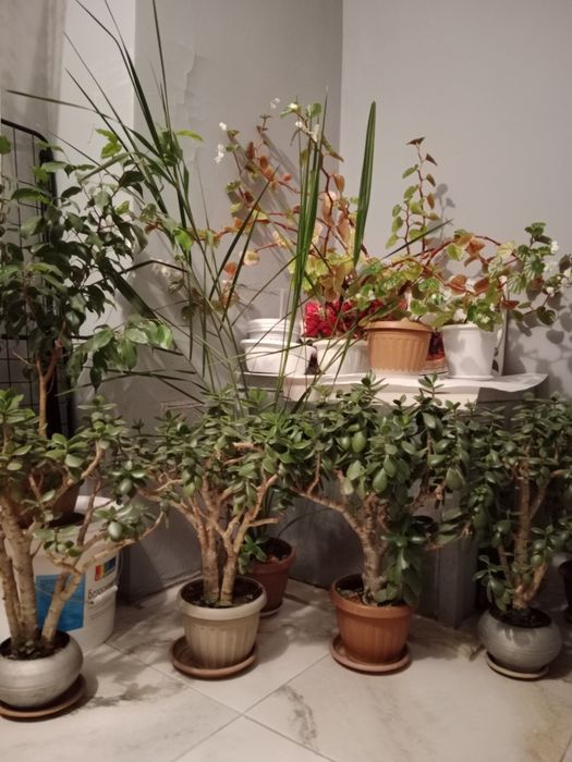 Комнатные цветы. !