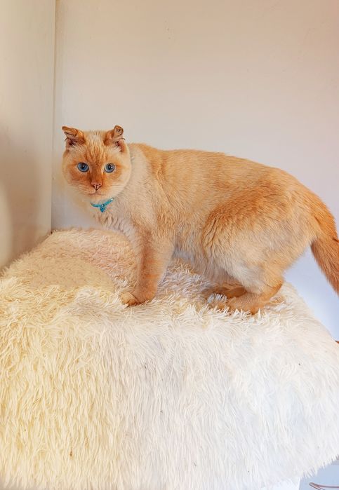 Котик в добрые руки