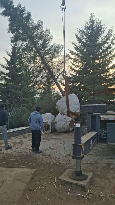 Профессиональная посадка-пересадка деревьев Лечение деревьев спил дере