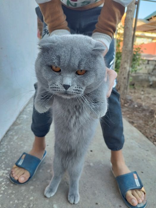 Шотланский скоттиш фолд ва страйт мушуклар сотилади, буйдок хаммаси